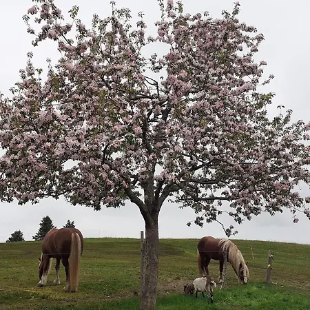 Himmelglueck - Familie Flatz Apartament *